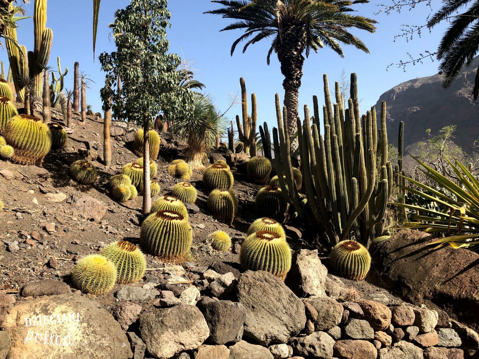 Gran Canaria - ogród kaktusów