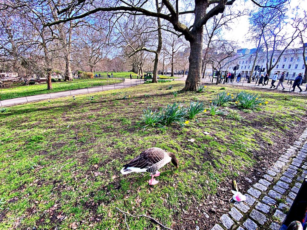 Londyn idealny na city break - st. Jame's Park